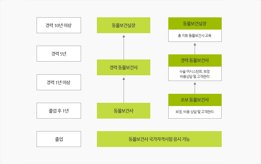 졸업:동물보건사 국가자격시험 응시 가능 / 동물보건사→경력 동물보건사→동물보건실장 / 초보 동물보건사→경력 동물보건사→동물보건실장